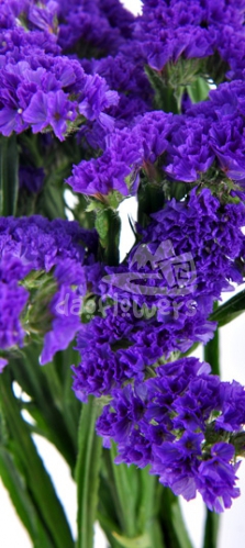 statice blue