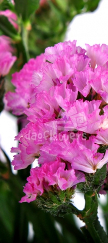statice pink