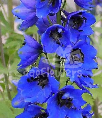 Blue Jay