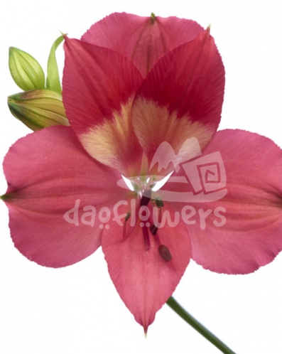 Intenz pink