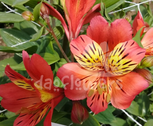 Bella Orange