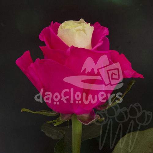 PX 03 Fucsia PNT