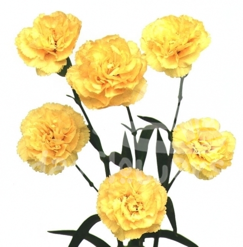 west gold*